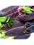 Şiraz Siyah Bezelye Tohumu Shiraz Snow Pea Purple Mangetout 1