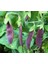 Şiraz Siyah Bezelye Tohumu Shiraz Snow Pea Purple Mangetout 2