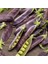 Şiraz Siyah Bezelye Tohumu Shiraz Snow Pea Purple Mangetout 3