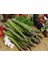 Kuşkonmaz Tohumu Connovers Colossal Asparagus Officinallis Ödüllü 2