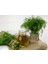 Demetlik Dereotu Tohumu Atalık Tohum Bouquet Dill 2