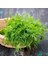 Demetlik Dereotu Tohumu Atalık Tohum Bouquet Dill 5