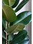 Kauçuk - Ficus Elastica Robusta Canlı Salon Bitkisi 80 - 100 cm 3