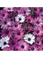 Karışık Bodrum Papatyası Tohumu Osteospermum Mix 1