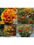 Fransız Kadife Çiçeği Tohumu French Marigold Sparky Mix Tagetes Patula 2