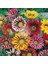 Hibrit Gazanya Tohumu Renkli Karışım Gazania Rigens Hybrids Mixed 1