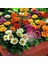 Hibrit Gazanya Tohumu Renkli Karışım Gazania Rigens Hybrids Mixed 2