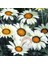 Hibrit Gazanya Tohumu Renkli Karışım Gazania Rigens Hybrids Mixed 3