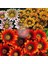 Hibrit Gazanya Tohumu Renkli Karışım Gazania Rigens Hybrids Mixed 4