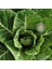 Vates Karalahana Tohumu Atalık Collard Green Vates 1