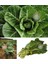 Vates Karalahana Tohumu Atalık Collard Green Vates 2