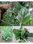 Vates Karalahana Tohumu Atalık Collard Green Vates 3