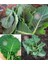 Vates Karalahana Tohumu Atalık Collard Green Vates 4