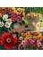 Gazanya Tohumu Hazine Çiçeği Renkli Karışım Gazania Mixed 2