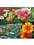 Gazanya Tohumu Hazine Çiçeği Renkli Karışım Gazania Mixed 4