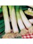 Musselburgh Dev Pırasa Tohumu Atalık Giant Musselburgh Leek 1