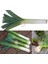 Musselburgh Dev Pırasa Tohumu Atalık Giant Musselburgh Leek 3