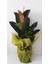Kauçuk Bitkisi Çiçeği Ficus Elastica Dekorarif Süslemeli Hediyelik Çiçek 1
