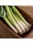 Sofralık Pırasa Tohumu Atalık White Spear Allium Porrum 4
