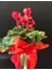 Cyclamen Çiçeği Kırmızı Sıklamen Çiçeği Saksı Çiçeği Masa Üstü Çiçeği 1