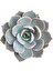 TNC Garden Groups Echeveria Morning Beauty - Sabah Güzeli Sukulent 50 Adet 1