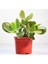 TNC Garden Groups Para Çiçeği – Crassula Ovata  10 Adet 5