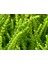 Prenses Çamı - Crassula Muscosa 50 Adet 5