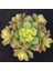 TNC Garden Groups Aeonium Kiwi – Gökkuşağı Sukulent 10 Adet 1