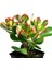 TNC Garden Groups Para Çiçeği – Crassula Ovata  50 Adet 1