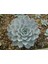 TNC Garden Groups Echeveria Morning Beauty – Sabah Güzeli Sukulent 10 Adet 5