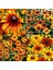 Bodur Rudbekya Güneş Şapkası Tohumu Rustik Karışım Rudbeckia Hirta 4