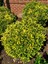 TNC Garden Groups Gold Taflan (Euonymus Japonica Aurea) – Büyük Boy 40-50 cm 1