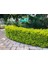 TNC Garden Groups Gold Taflan (Euonymus Japonica Aurea) – Büyük Boy 40-50 cm 2