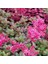 Sedum Tohumu Bronz Yapraklı Pembe Çiçekli Coccineum Stonecrop 2