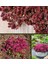 Sedum Tohumu Bronz Yapraklı Pembe Çiçekli Coccineum Stonecrop 5