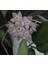 Hoya Thomsonii Pink - Kokulu Mum Çiçeği 10-20 cm Boyda Mini Saksıda Köklü.güçlü Sürgünlü (KOD:NEW110C) 1