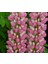 The Chateleine Lupin Tohumu Acı Bakla Çiçeği Lupinus Russel 2