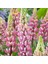 The Chateleine Lupin Tohumu Acı Bakla Çiçeği Lupinus Russel 3