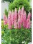 The Chateleine Lupin Tohumu Acı Bakla Çiçeği Lupinus Russel 5