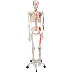Edulab Iskelet Modeli 160 cm