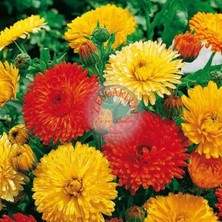 Zengarden Katmerli Calendula Tohumu Karışım Ödüllü Kalendula