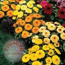 Zengarden Katmerli Calendula Tohumu Karışım Ödüllü Kalendula