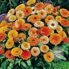 Zengarden Calendula Tohumu Fiesta Giants Karışımı Aynı Sefa