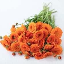 Zengarden Greenheart Orange Calendula Aynısafa Çiçeği Tohumu