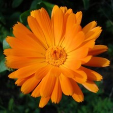 Zengarden Şifalı Ayni Safa Çiçeği Tohumu Calendula Officinalis