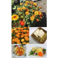 Zengarden Şifalı Ayni Safa Çiçeği Tohumu Calendula Officinalis