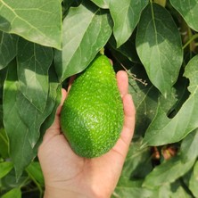 Tropikal Kasaba 1 kg Avokado Yeni Hasat