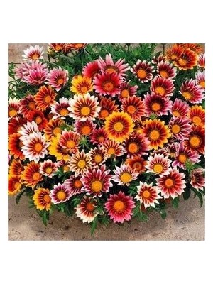 Köy Tohumları 100 Adet Tohum Nadir Karışık Meramlı Kız Çiçeği Mezarlık Kabir Çiçeği