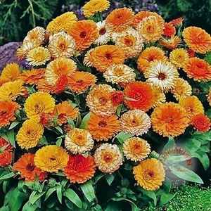 Calendula Tohumu Fiesta Giants Karışımı Aynı Sefa