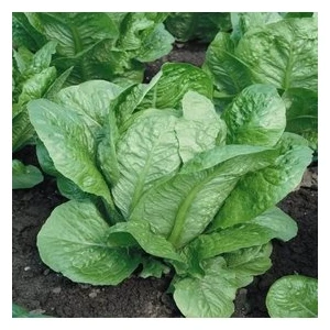 Köy Tohumları 500 Adet Tohum Nadir Yağlı Kıvırcık Organik Marul Tohumu Organik Bahçe